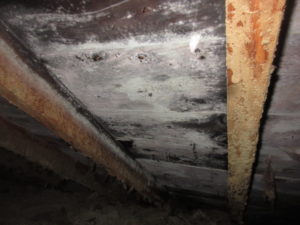 Mold in attic